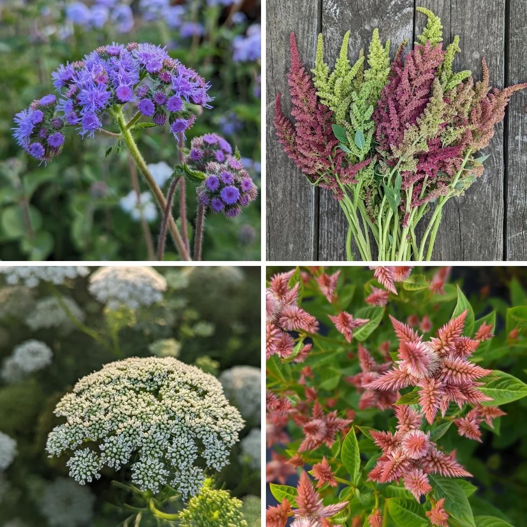 Filler Flowers