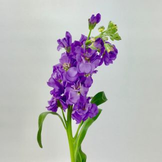Line Flowers