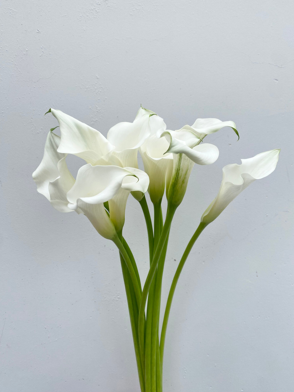 Calla Lilies White