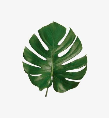 Monstera Leaf