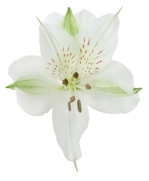 Akemi Alstroemeria