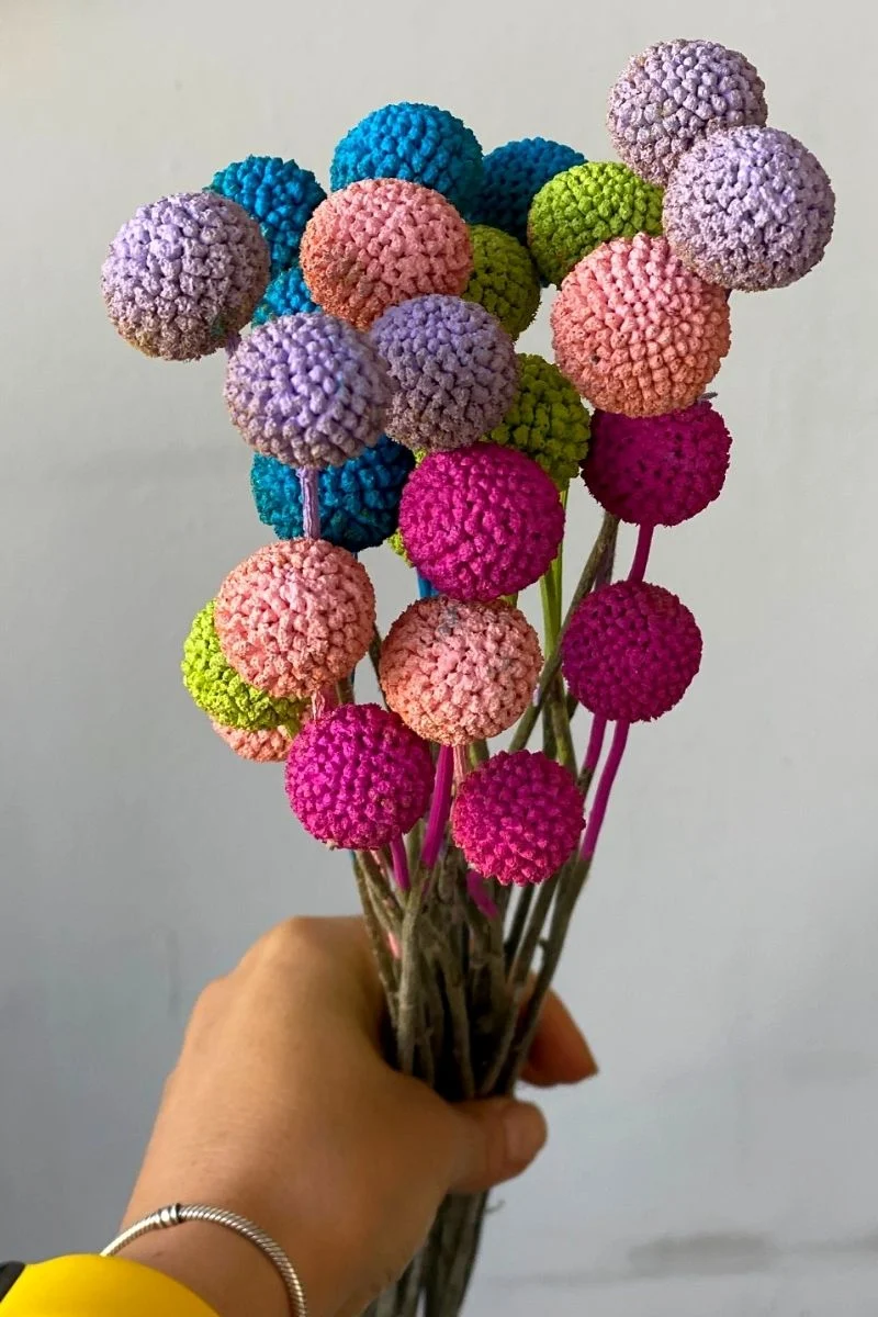 Dyed Craspedia