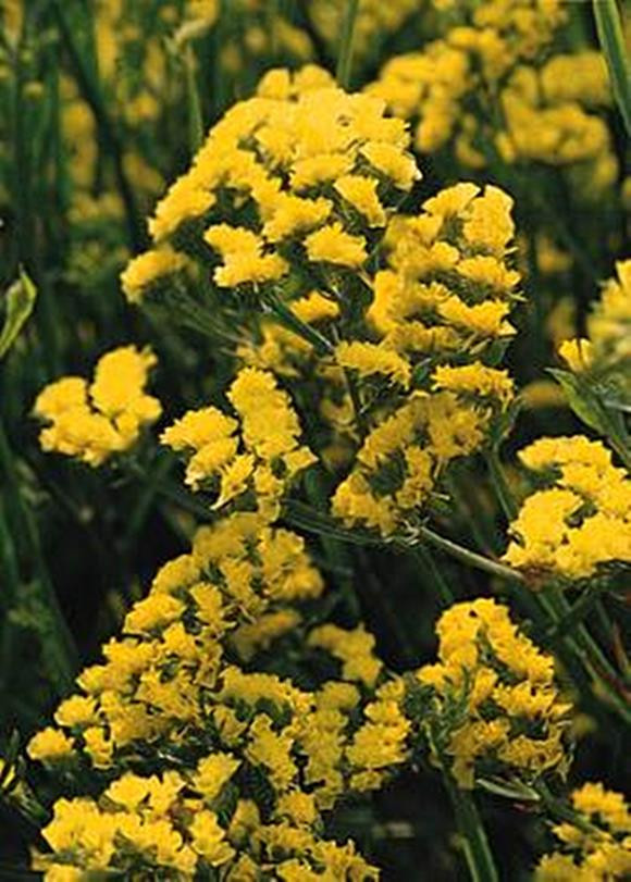 Statice Yellow