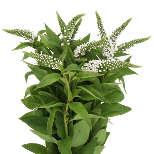 Veronica (Speedwell)