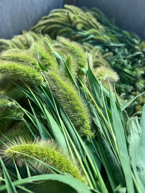 Setaria
