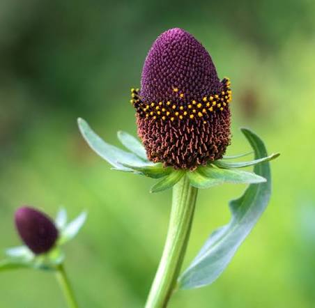 Rudbeckia