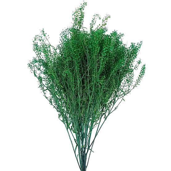 Lepidium