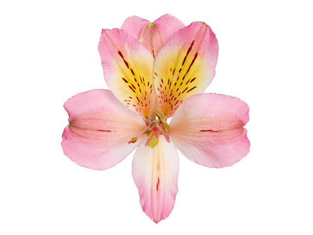 Chanel Alstroemeria