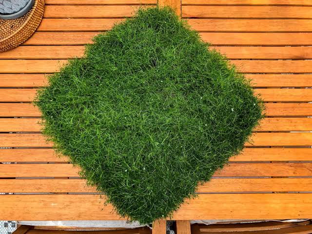 English Moss