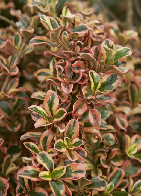 Coprosma