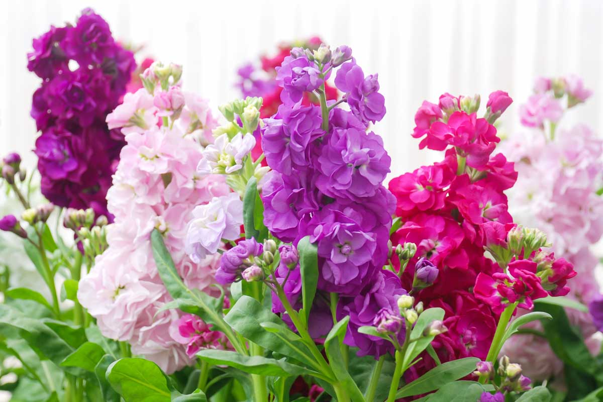 Matthiola (Stock) - Image 2