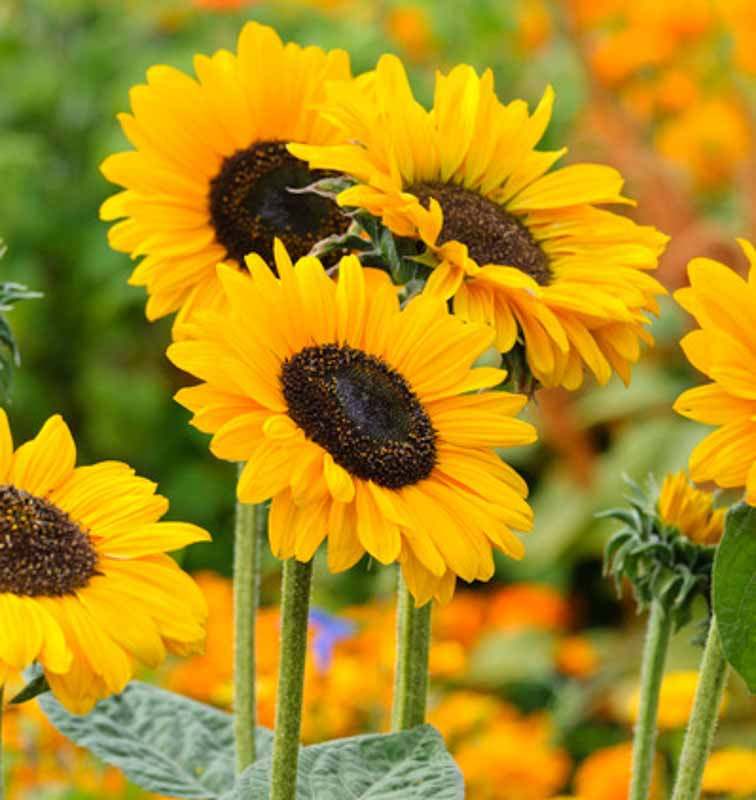 Sunflower (Helianthus)