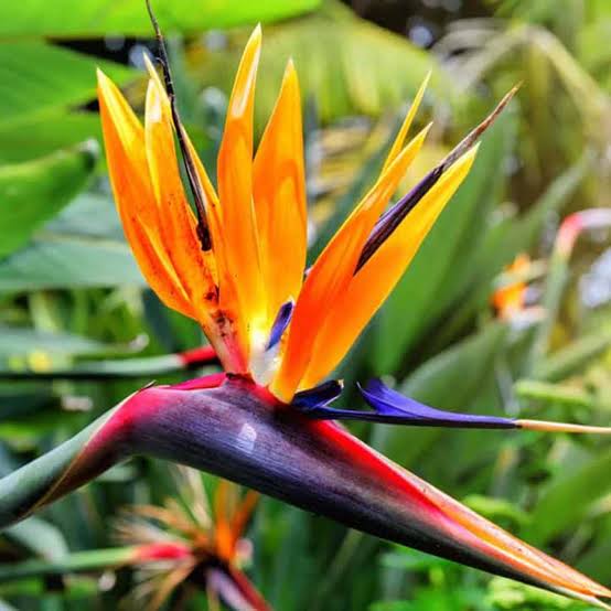 Bird of Paradise (Strelitzia)