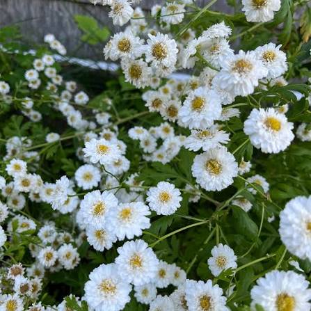 Matricaria (Feverfew)