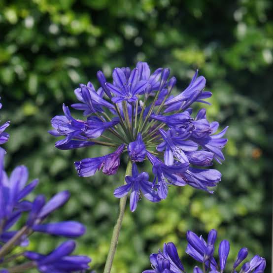 Agapanthus Blue