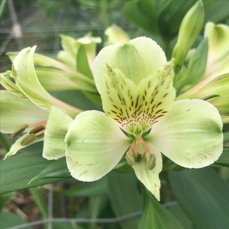 Greenfield Alstroemeria