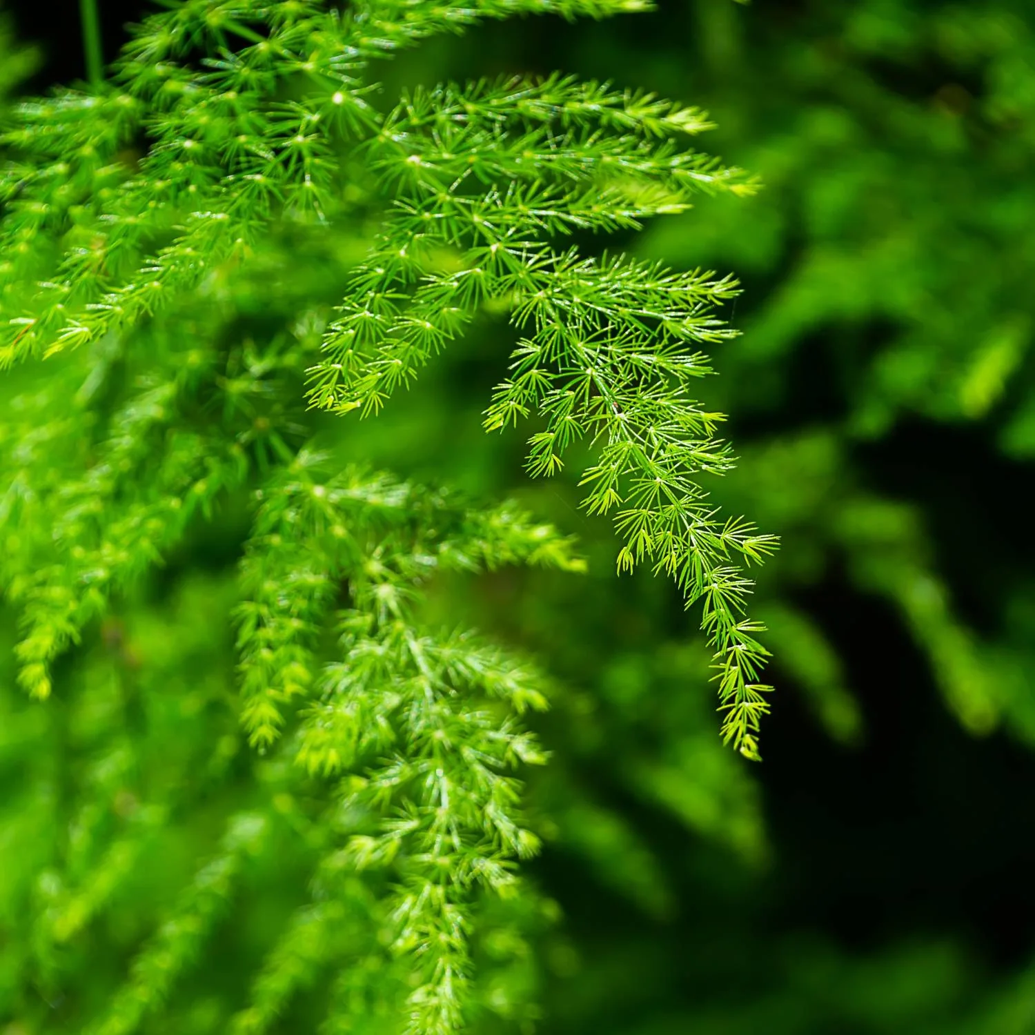 Asparagus (Fern)