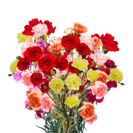 Carnations (Spray)