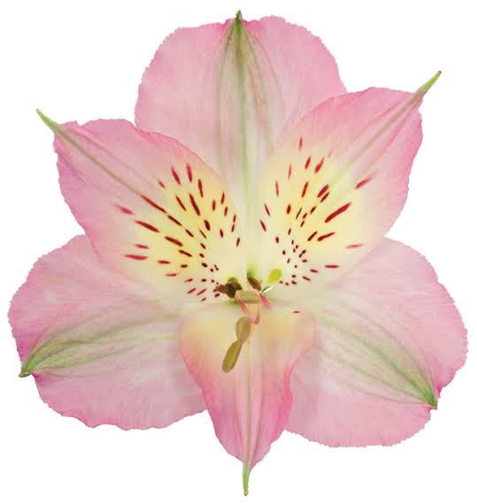 Dubai Alstroemeria