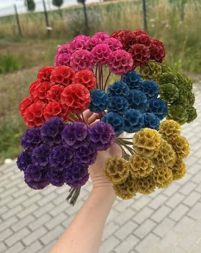 Dyed Scabiosa