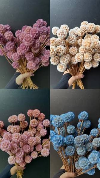 Dried Scabiosa