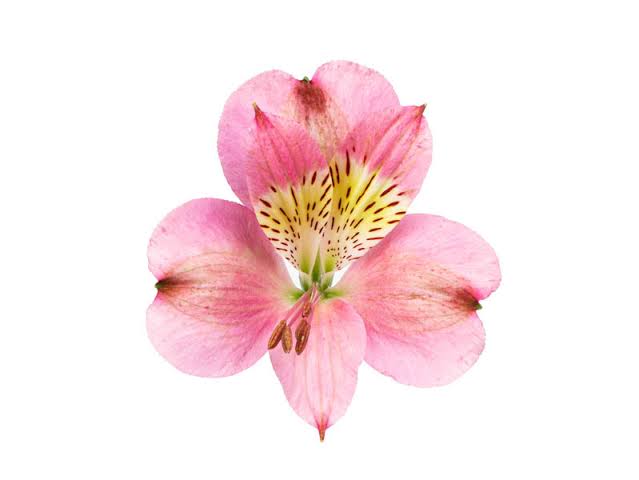 Livorno Alstroemeria