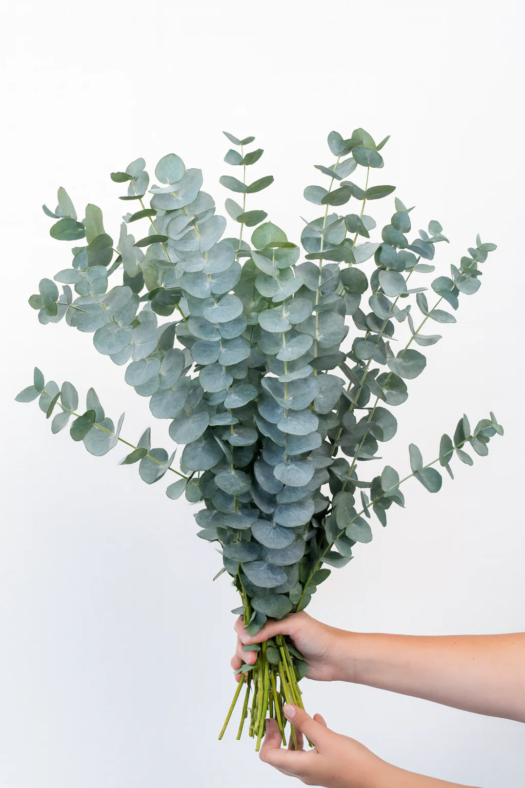 Eucalyptus Baby Blue - Image 3