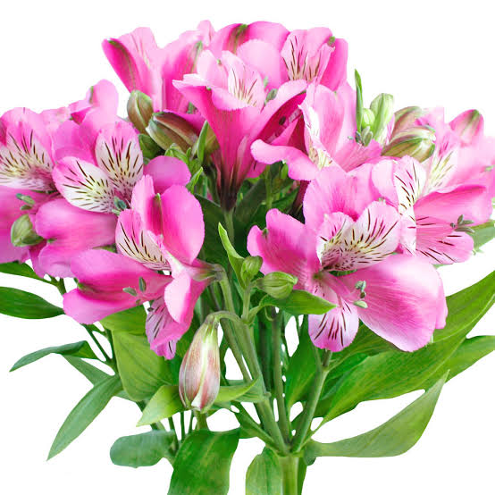 Stratus Alstroemeria