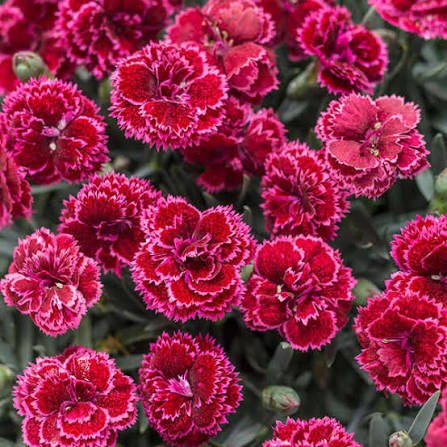 Dianthus