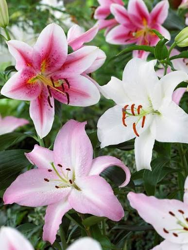 Oriental Lilies