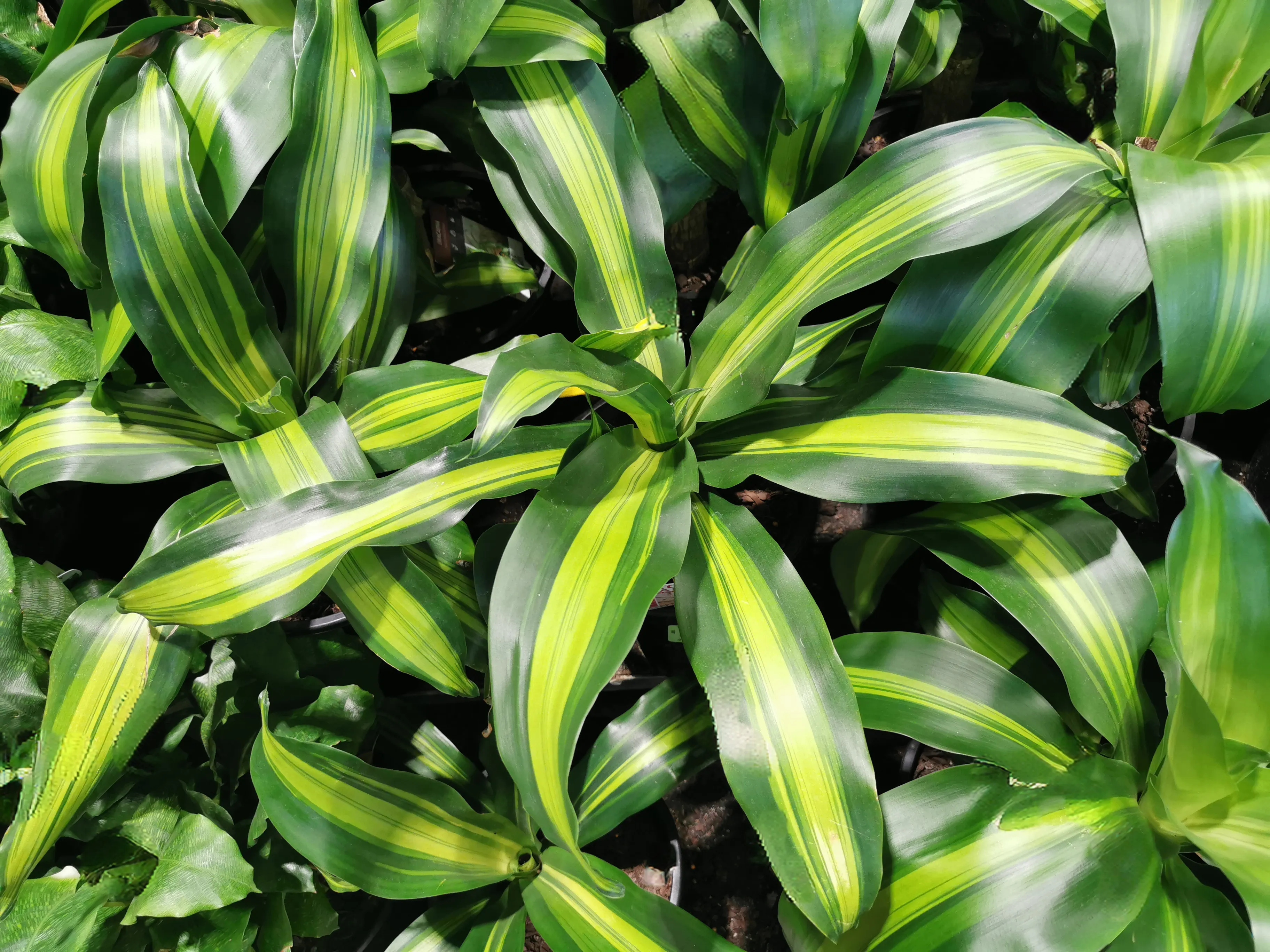 Dracaena Fragrans
