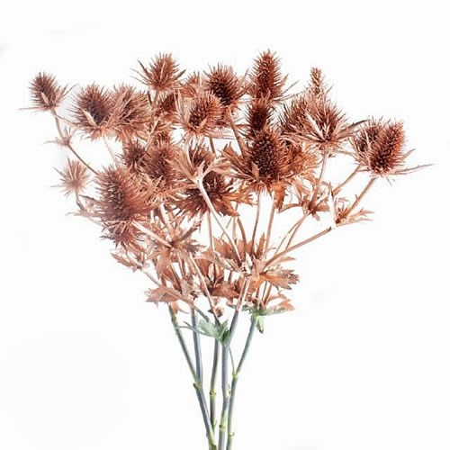 Dyed Eryngium