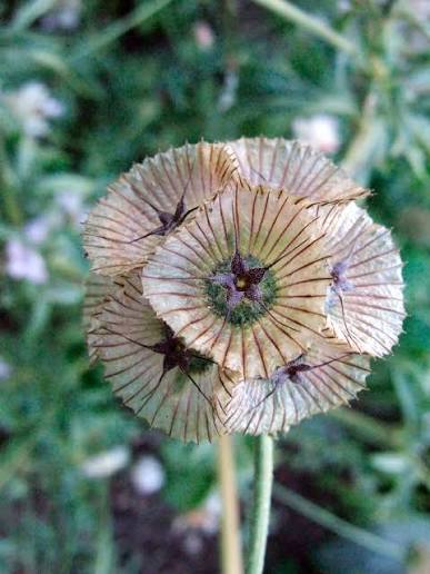 Scabiosa Stellata