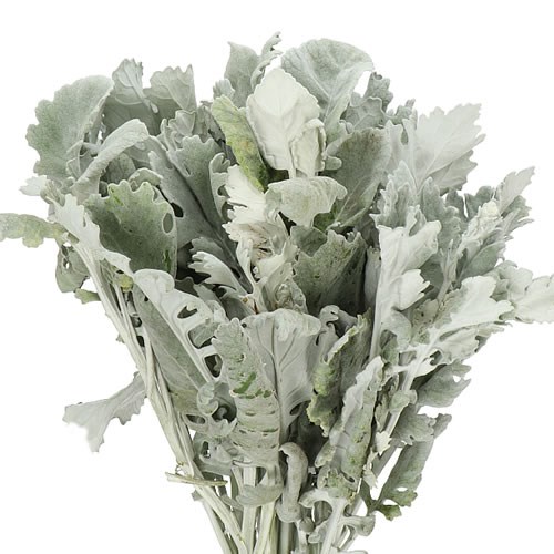 Dusty Miller
