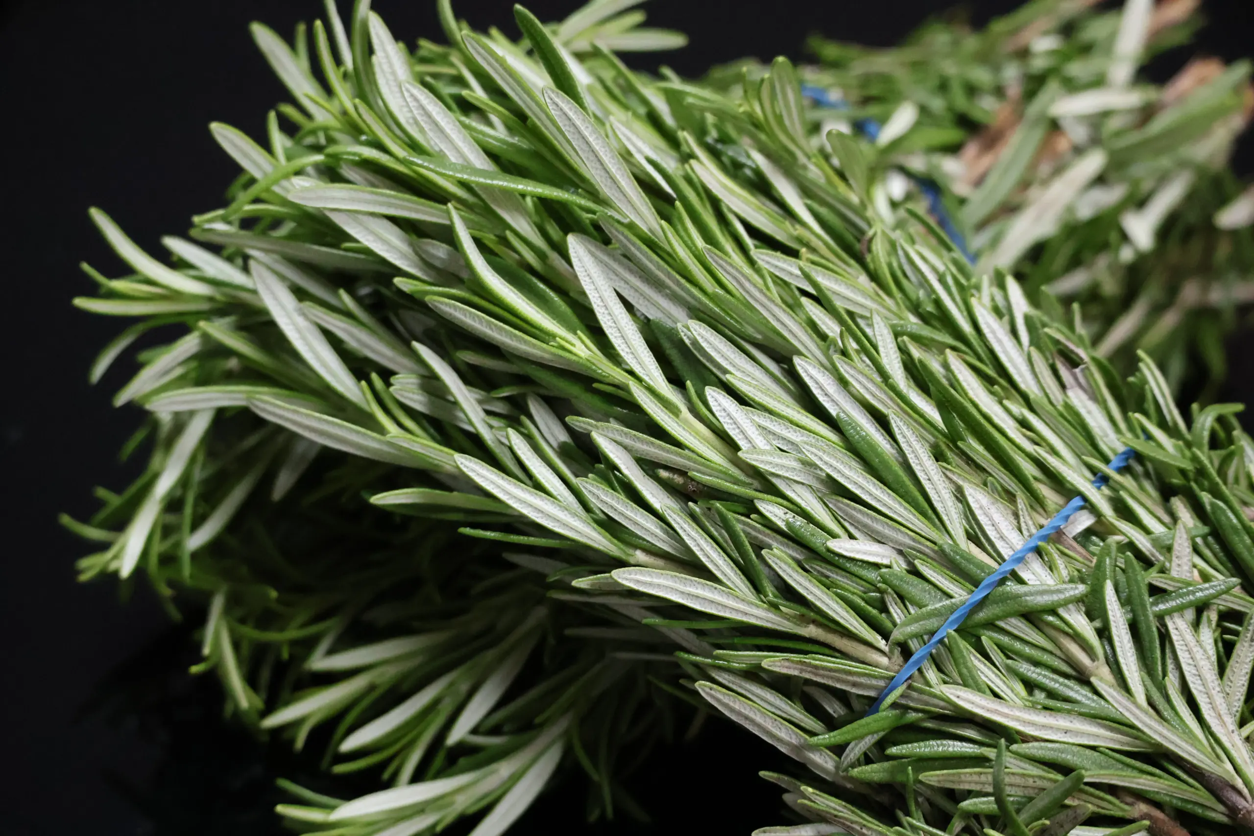 Rosemary