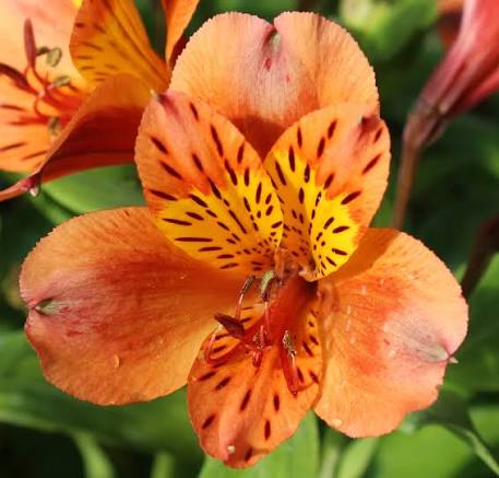 Alstroemeria Orange