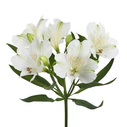 Bianca Alstroemeria