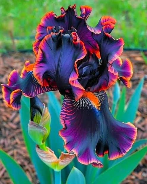 Iris