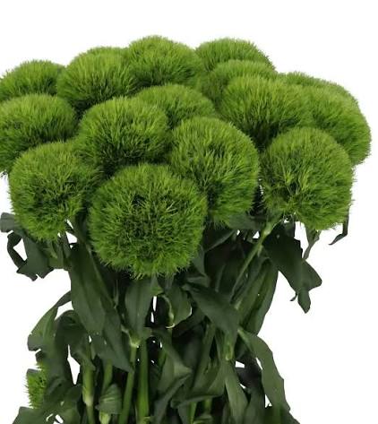 Kiwi Mellow Dianthus