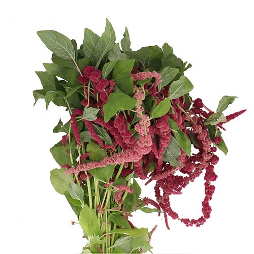 Amaranthus Red