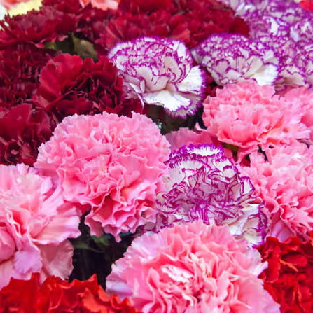 Carnations (Standard)