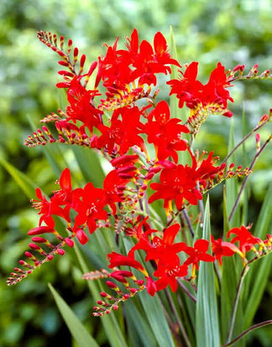 Crocosmia Red