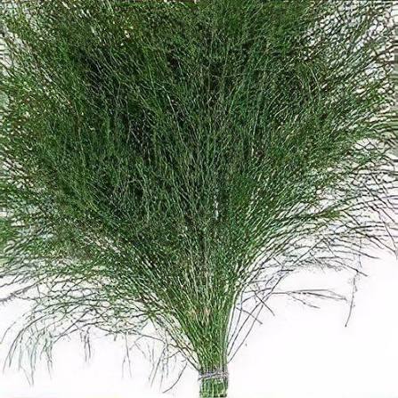 Asparagus virgatus