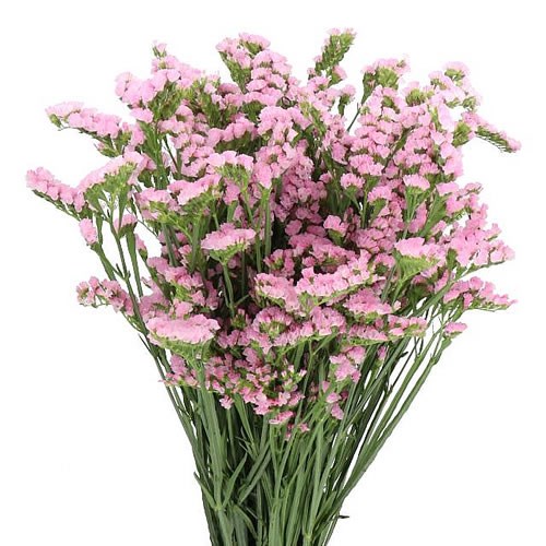 Statice Pink