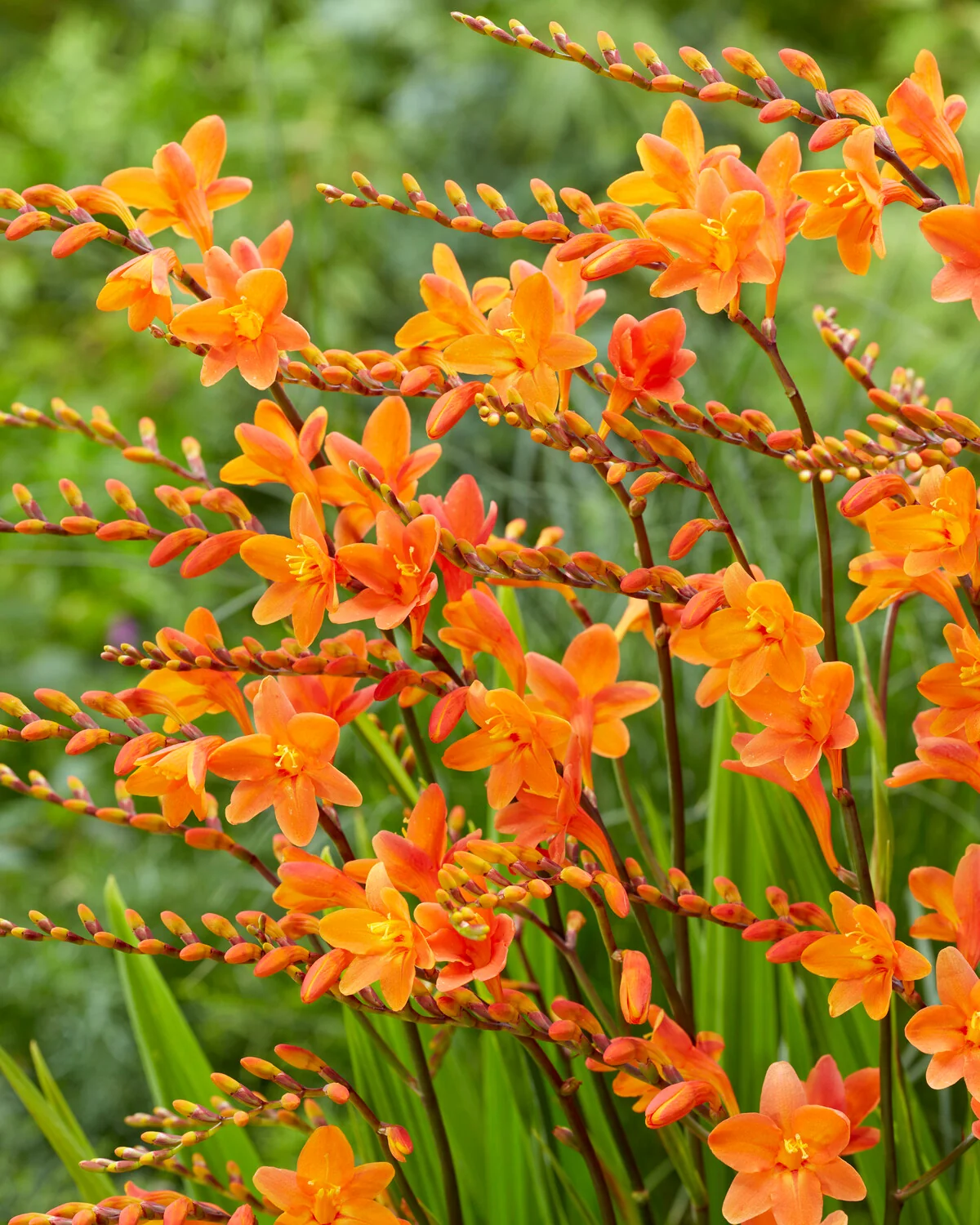 Crocosmia Orange