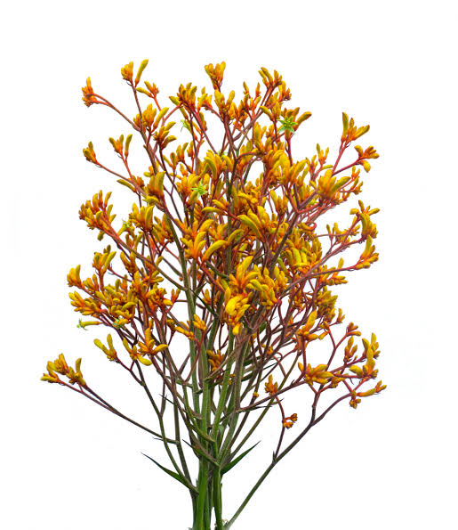 Kangaroo Paw (Anigozanthos)
