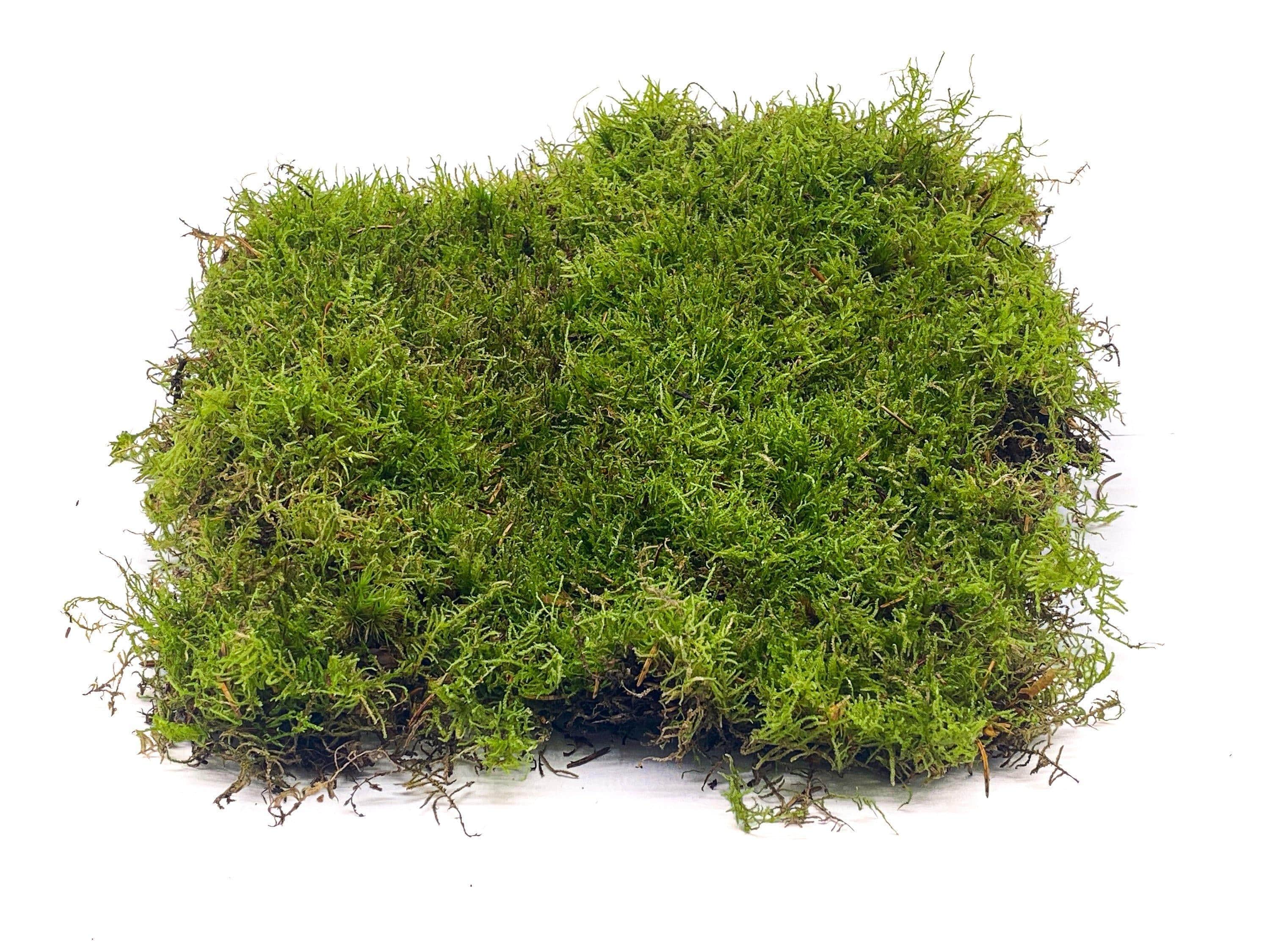 Flat Moss