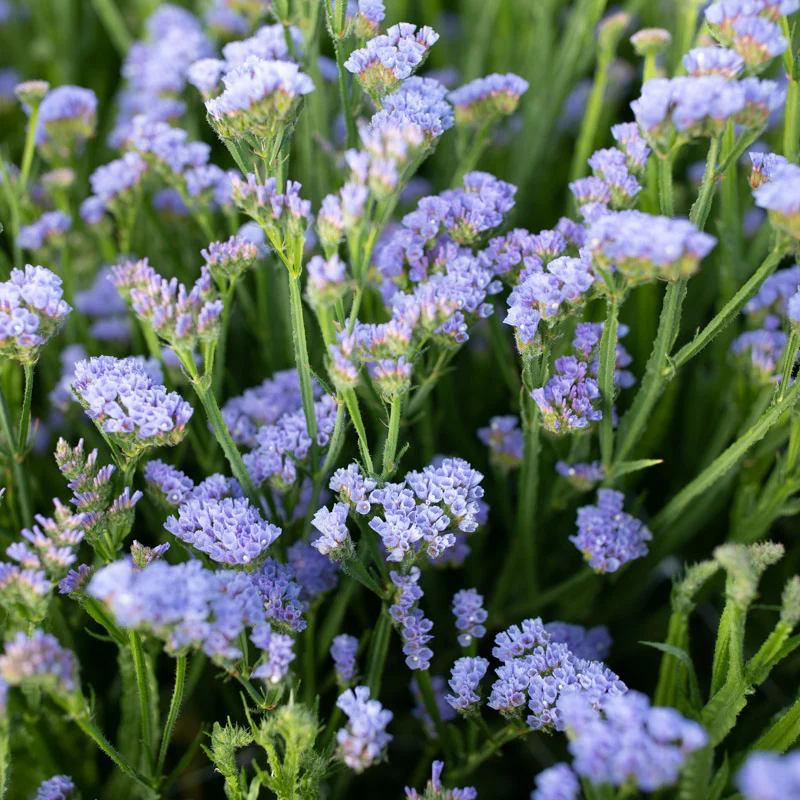 Statice Blue