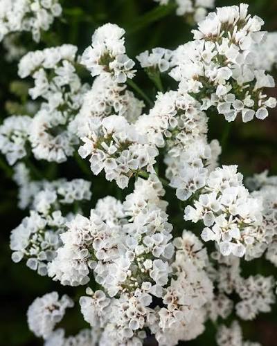 Statice White