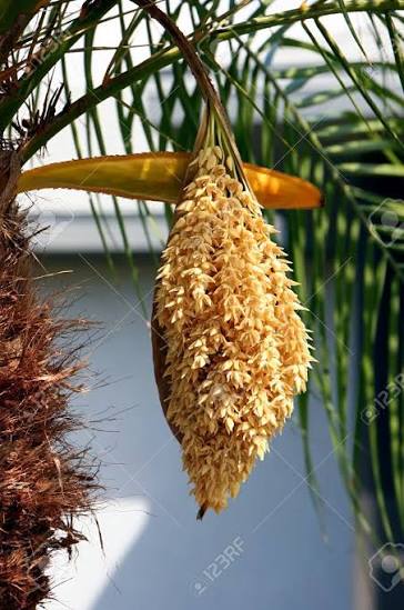 Palm Seed